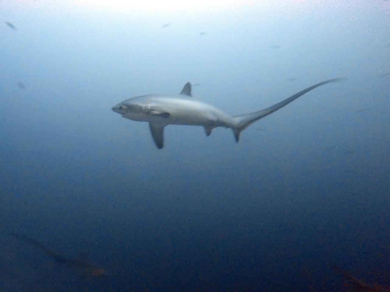 Hotel The Shark'S Tail Dive Center Daanbantayan Zewnętrze zdjęcie
